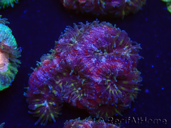 WYSIWYG Micromussa lordhowensis (ex Acanthastrea)