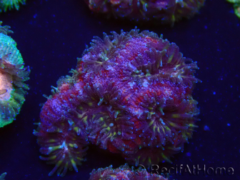WYSIWYG Micromussa lordhowensis (formerly Acanthastrea)