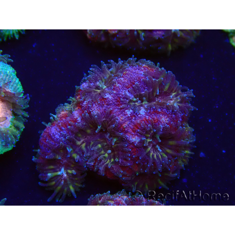 WYSIWYG Micromussa lordhowensis INDO (ex Acanthastrea) 25B3