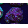 WYSIWYG Micromussa lordhowensis INDO (ex Acanthastrea) 25B3
