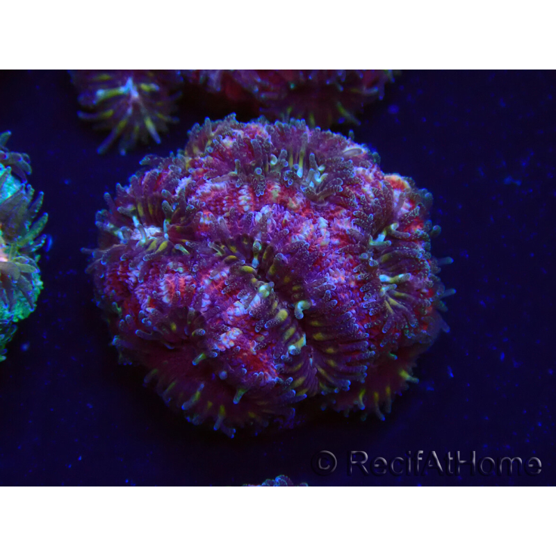 WYSIWYG Micromussa lordhowensis (antes Acanthastrea)