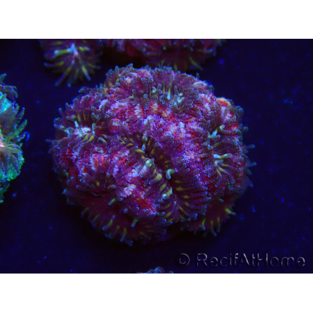 WYSIWYG Micromussa lordhowensis (ehemals Acanthastrea)