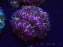 WYSIWYG Micromussa lordhowensis (formerly Acanthastrea)