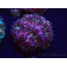 WYSIWYG Micromussa lordhowensis INDO (ex Acanthastrea) 25B4
