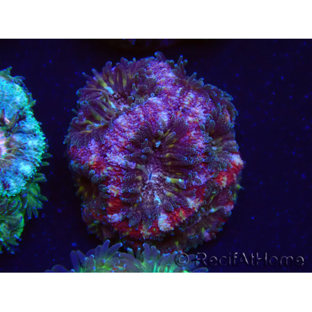 WYSIWYG Micromussa lordhowensis INDO (ex Acanthastrea) 25B5