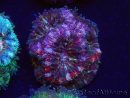 WYSIWYG Micromussa lordhowensis (formerly Acanthastrea)