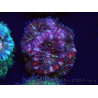 WYSIWYG Micromussa lordhowensis INDO (ex Acanthastrea) 25B5