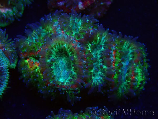 WYSIWYG Micromussa lordhowensis (formerly Acanthastrea)