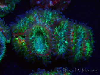 WYSIWYG Micromussa lordhowensis (formerly Acanthastrea)