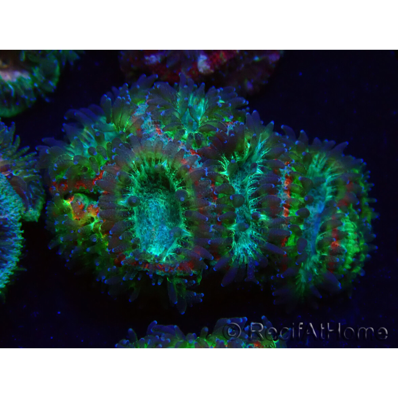 WYSIWYG Micromussa lordhowensis INDO (ex Acanthastrea) 25B6