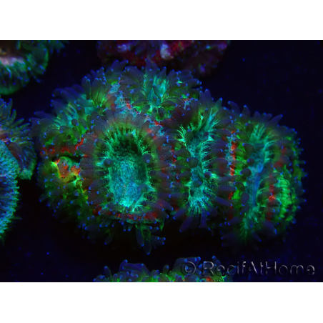 WYSIWYG Micromussa lordhowensis INDO (ex Acanthastrea) 25B6