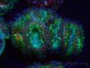 WYSIWYG Micromussa lordhowensis (ehemals Acanthastrea)