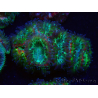 WYSIWYG Micromussa lordhowensis (antes Acanthastrea)