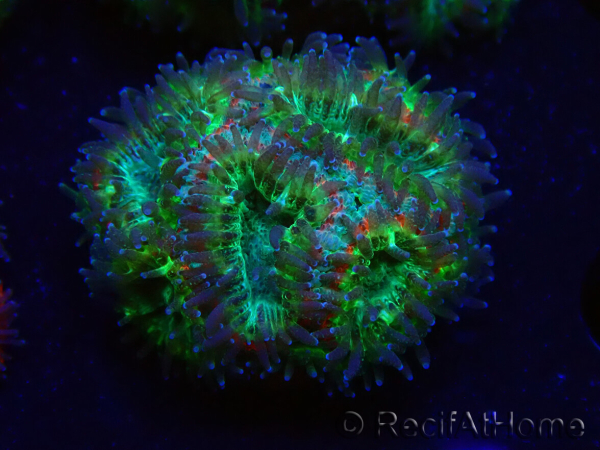 WYSIWYG Micromussa lordhowensis INDO (ex Acanthastrea) 25B8
