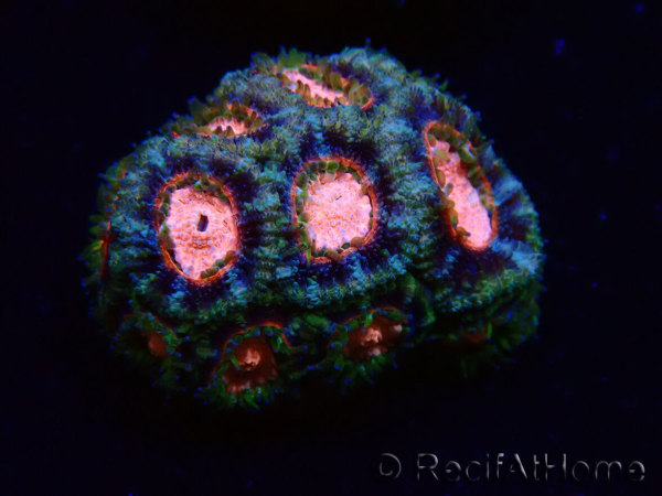 WYSIWYG Micromussa lordhowensis (ex Acanthastrea)