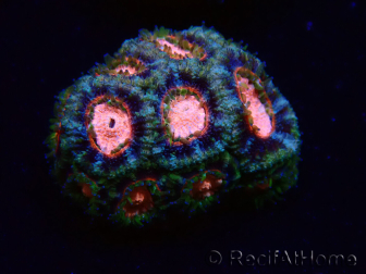WYSIWYG Micromussa lordhowensis (antes Acanthastrea)