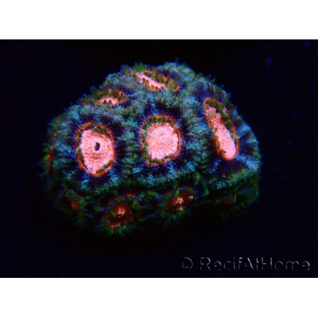 WYSIWYG Micromussa lordhowensis (antes Acanthastrea)