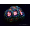 WYSIWYG Micromussa lordhowensis (ehemals Acanthastrea)