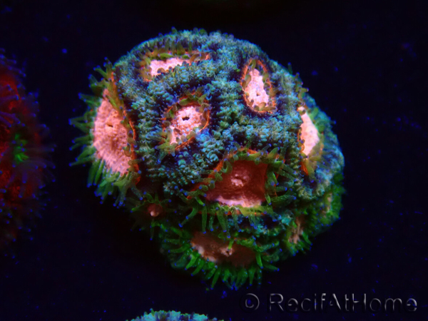 WYSIWYG Micromussa lordhowensis (ex Acanthastrea)