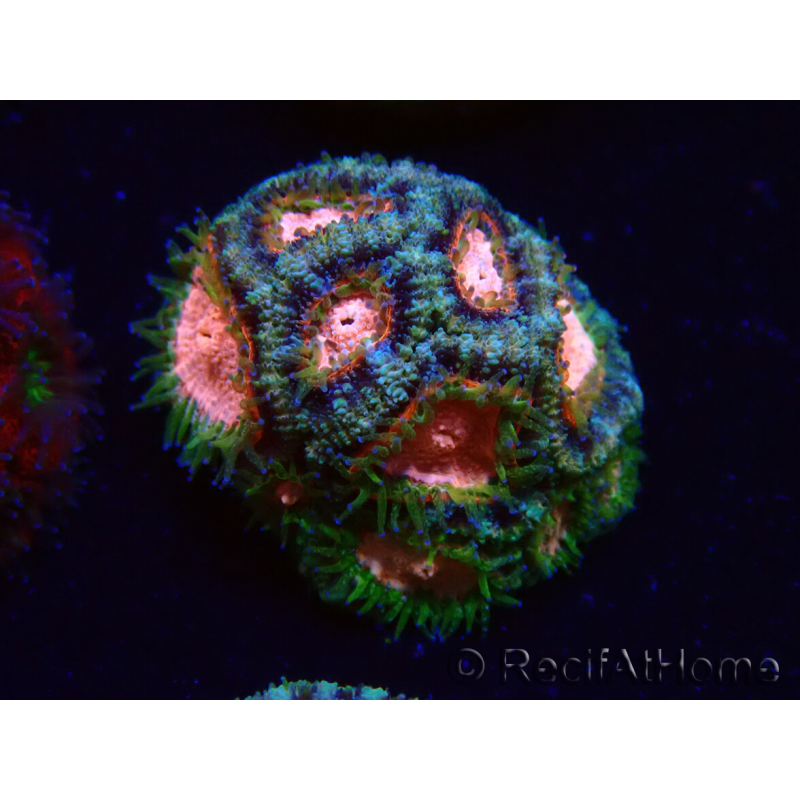 WYSIWYG Micromussa lordhowensis INDO (ex Acanthastrea) 25C2