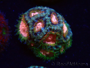 WYSIWYG Micromussa lordhowensis (ex Acanthastrea)