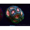 WYSIWYG Micromussa lordhowensis (antes Acanthastrea)