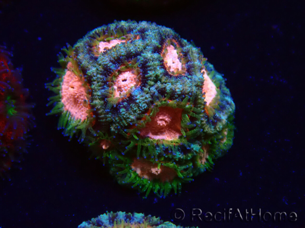 WYSIWYG Micromussa lordhowensis (ex Acanthastrea)