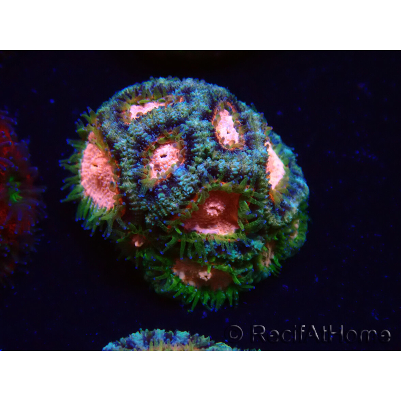 WYSIWYG Micromussa lordhowensis (ehemals Acanthastrea)