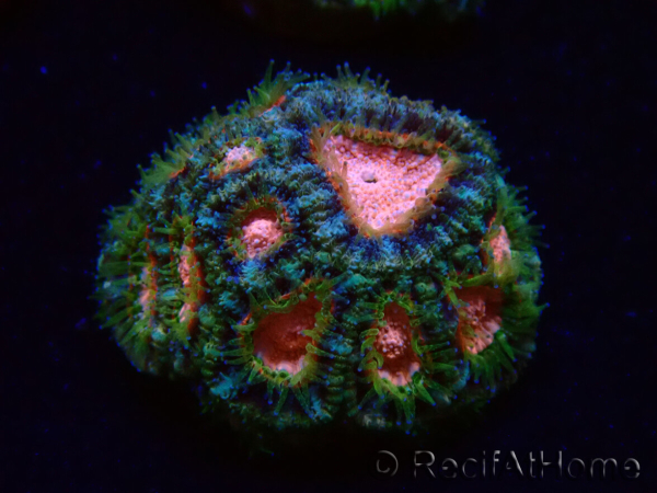 WYSIWYG Micromussa lordhowensis (formerly Acanthastrea)