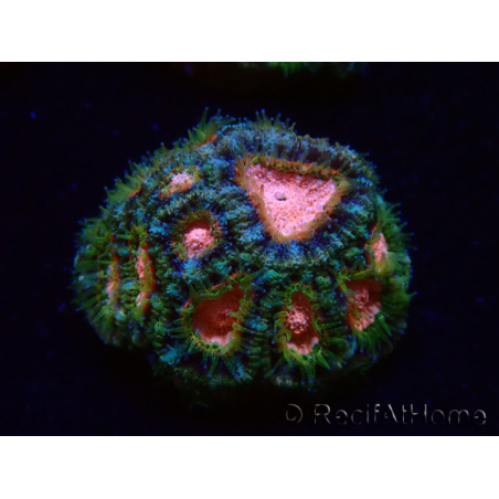 WYSIWYG Micromussa lordhowensis INDO (ex Acanthastrea) 25C4