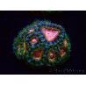 WYSIWYG Micromussa lordhowensis INDO (ex Acanthastrea) 25C4