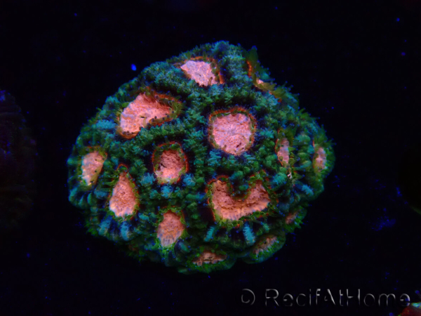 WYSIWYG Micromussa lordhowensis (ehemals Acanthastrea)