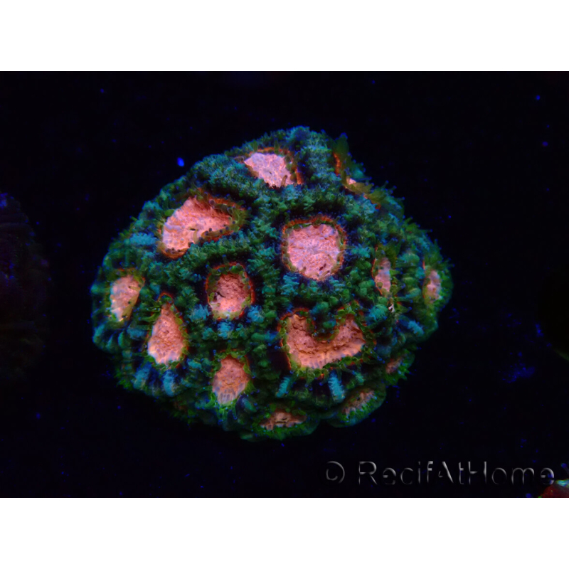 WYSIWYG Micromussa lordhowensis INDO (ex Acanthastrea) 25C5