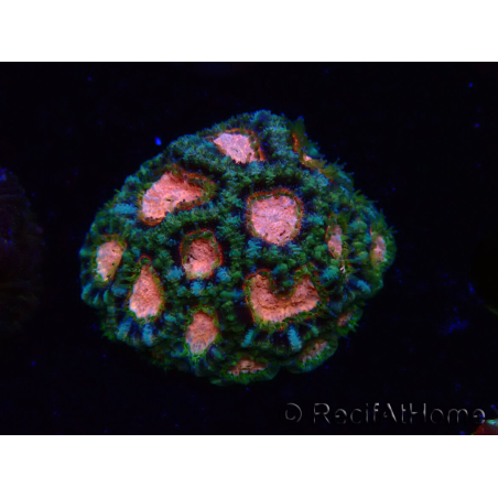 WYSIWYG Micromussa lordhowensis (ehemals Acanthastrea)