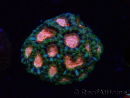 WYSIWYG Micromussa lordhowensis (ehemals Acanthastrea)