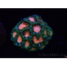 WYSIWYG Micromussa lordhowensis (antes Acanthastrea)