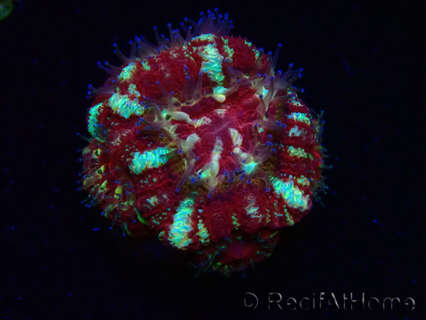WYSIWYG Micromussa lordhowensis (ehemals Acanthastrea)