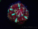 WYSIWYG Micromussa lordhowensis (formerly Acanthastrea)