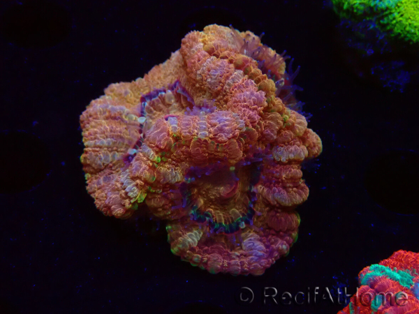 WYSIWYG Micromussa lordhowensis (formerly Acanthastrea)
