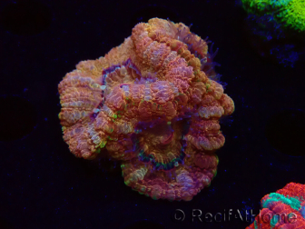 WYSIWYG Micromussa lordhowensis (ex Acanthastrea)