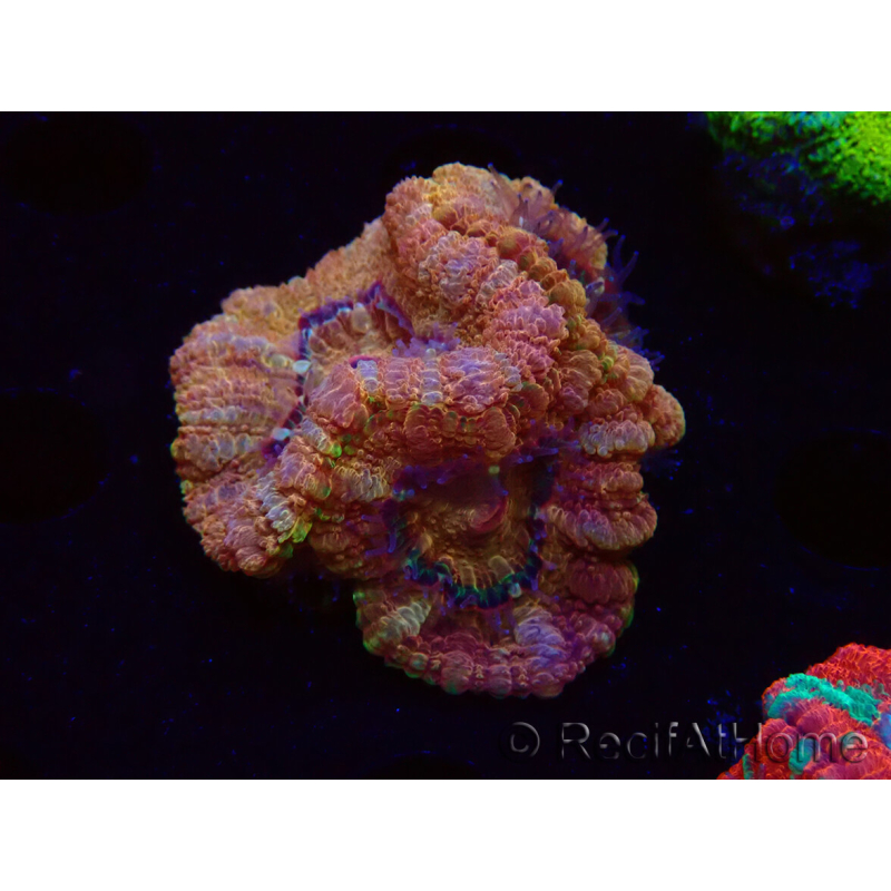 WYSIWYG Micromussa lordhowensis (antes Acanthastrea)