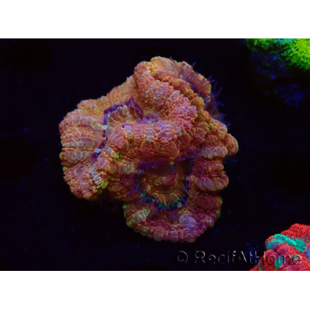 WYSIWYG Micromussa lordhowensis (ehemals Acanthastrea)