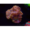 WYSIWYG Micromussa lordhowensis (antes Acanthastrea)