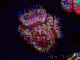 WYSIWYG Micromussa lordhowensis (ehemals Acanthastrea)
