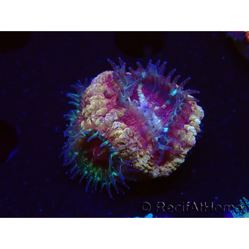 WYSIWYG Micromussa lordhowensis (ex Acanthastrea)