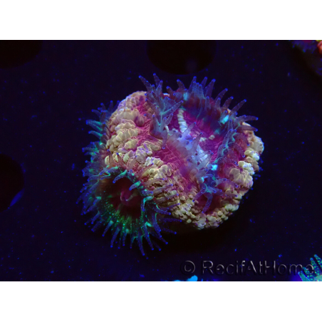 WYSIWYG Micromussa lordhowensis (formerly Acanthastrea)
