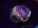 WYSIWYG Micromussa lordhowensis (ehemals Acanthastrea)