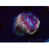 WYSIWYG Micromussa lordhowensis (formerly Acanthastrea)