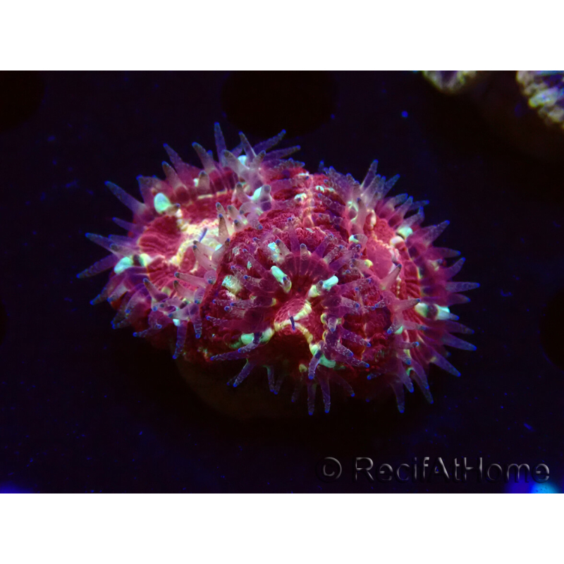 WYSIWYG Micromussa lordhowensis (formerly Acanthastrea)