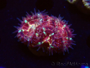 WYSIWYG Micromussa lordhowensis INDO (ex Acanthastrea) 25D2